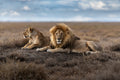 Two Lions on the horizon