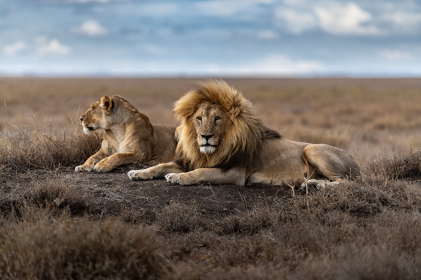 Two Lions on the horizon